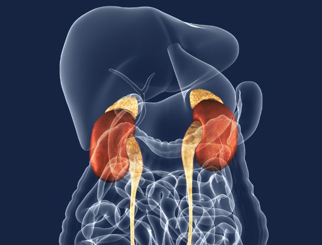 почки и надпочечники