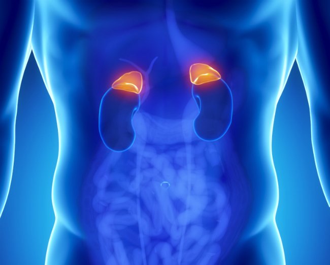 графика надпочечники