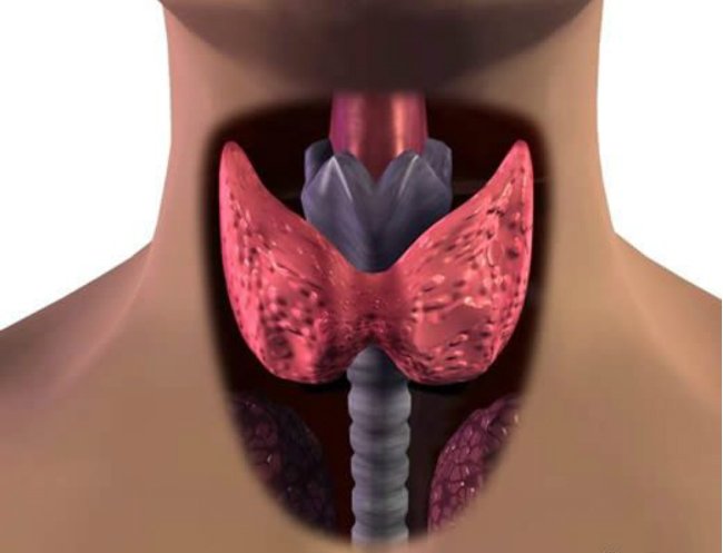 здоровая щитовидная железа