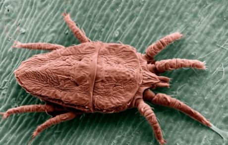 Фото с сайта medvestnik.by