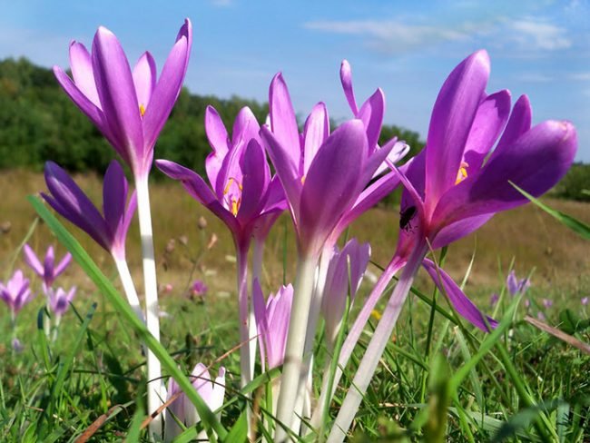 безвременник