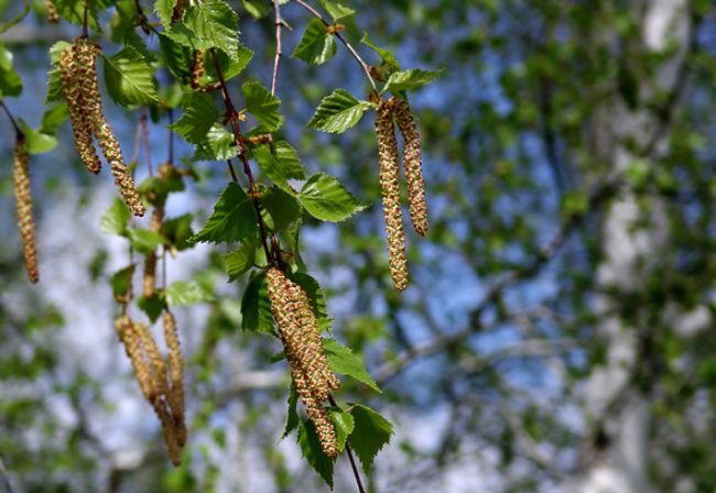 березовые почки