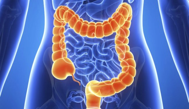 кишечник графика