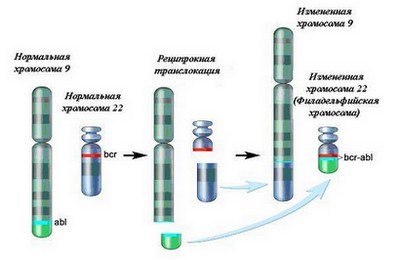 транслокация генов