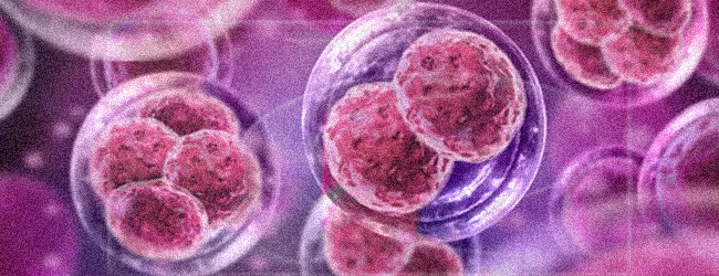 раковые клетки лимфомы Ходжкина