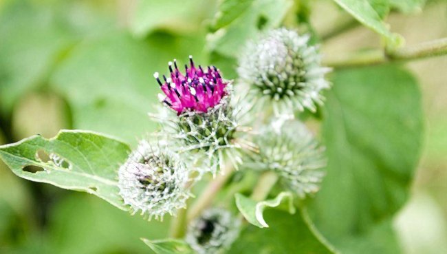 рецепты с лопухом