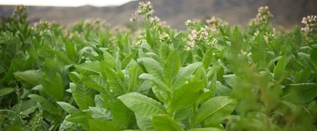 рецепты с табаком