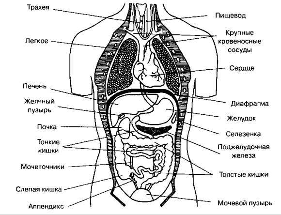 Изображение с сайта art-kid.ru Изображение с сайта art-kid.ru