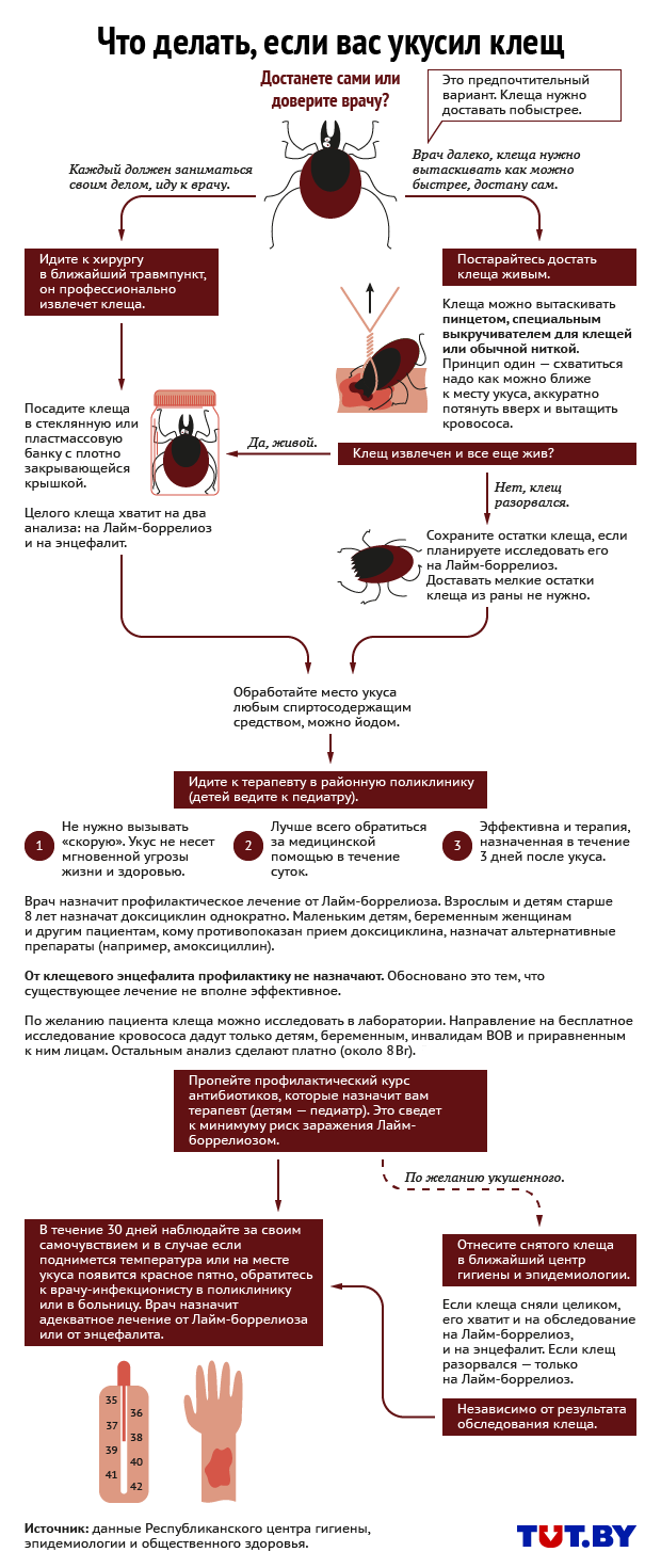 Инфографика: Антон Девятов, TUT.BY Инфографика: Антон Девятов, TUT.BY