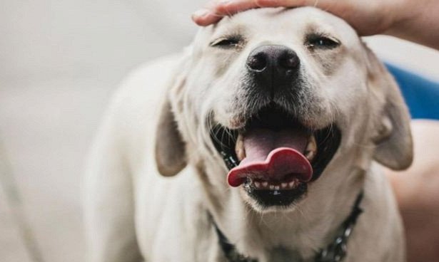 Собаки самыми первыми могут обнаружить рак