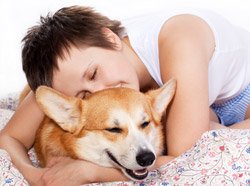 Диагностировать рак будут собаки Диагностировать рак будут собаки