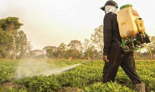 Беременным нужны органинческие продукты для защиты ребенка от рака Беременным нужны органинческие продукты для защиты ребенка от рака