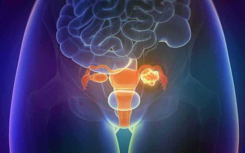 Женские половые органы