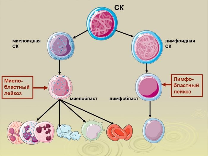 Миелобласты