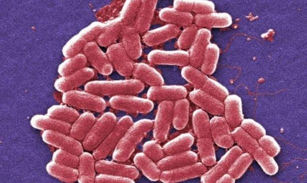Хорошие бактерии кишечника помогут в борьбе с раком Хорошие бактерии кишечника помогут в борьбе с раком